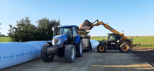 Maize harvest in South Moravia