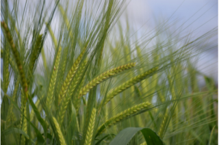 Kонсервирование влажного дробленных зерновых культур